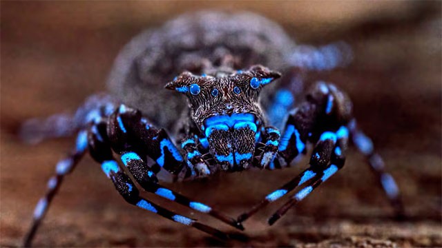 Fluorescent spider and armored cricket among incredible discoveries in Angola