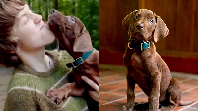 Netflix reveals first real dog for live action Scooby Doo series