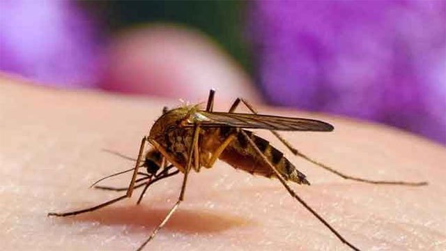 Sri Lanka records nearly 83,000 dengue cases this year