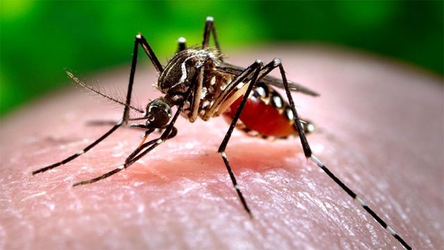 Sri Lanka reports 86,386 dengue cases so far this year with 62 deaths