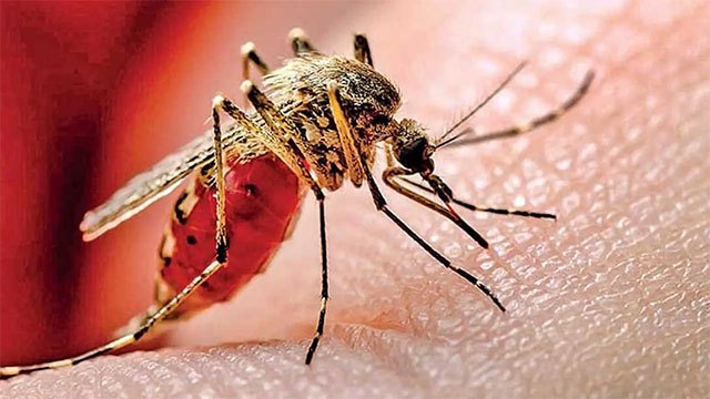 Dengue cases reported in Sri Lanka surpass 96,000