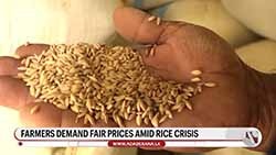 Govt assures fair paddy prices aligned with farmers' production costs 
